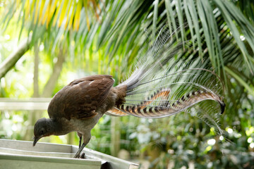 the lyre bird male has an ornate tail, with special curved feathers that, in display, assume the...