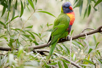 the rainbow lorikeet has a bright yellow-orange/red breast, a mostly violet-blue throat and a yellow-green collar.