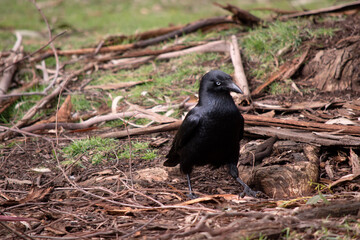 Australian Ravens are black with white eyes in adults. The feathers on the throat (hackles) are longer than in other species