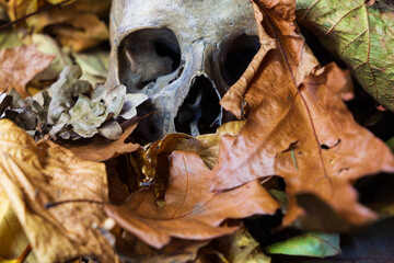 A skull surrounded and hidden by freshly fallen leaves on a autumn day. 