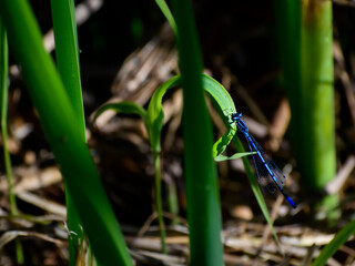 A blue electric damselfly on a grass blade - 658807711