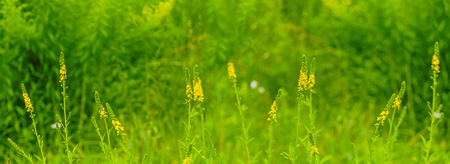 Close-up of yellow wild flowers on blurred background, banner. Selective focus.