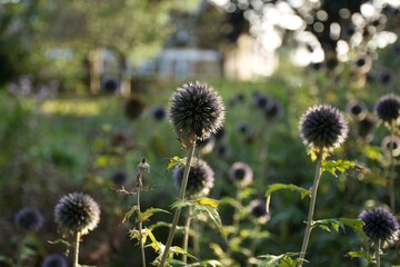 Thistle-like flowers in the sunlight