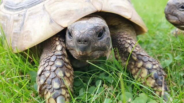 Portrait of Testudo hermanni aka Hermann's tortoise in the grass. Very commont tortoise in southern Europe. Very popular pet in Czech republic.	

