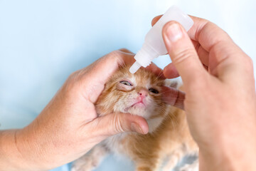 veterinarian puts eye drops into the eyes of a small ginger kitten. Treatment of animals