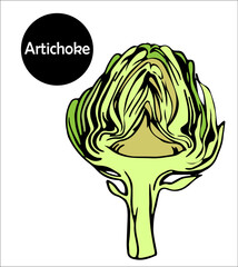 One edible bud with artichoke petals is cut in half. useful plant for healthy diet. vector doodle illustration.