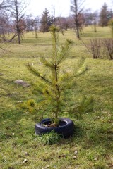 A small coniferous Christmas tree grows alone in the field