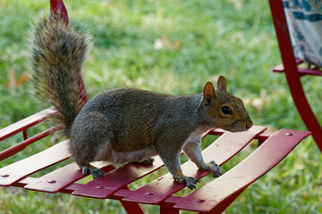 squirrel in the park