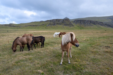 Horses in pasture on Iceland Route 47 with volcanic landscape in background under sunny autumn cloudscape.