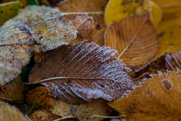 autumn leaves blushing in the ground