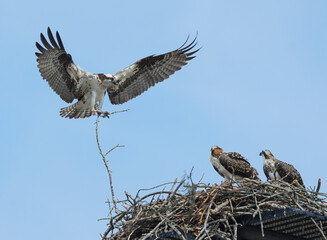 osprey with open wing in flight carrying twig to build nest
