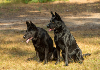 a pair of black shepherd dogs in the forest. two black dogs run and play together in the forest