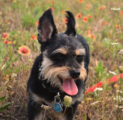 dog in field of flowers