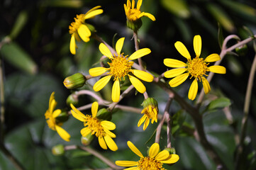 yellow flowers
