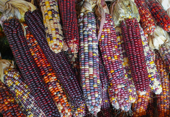 colorful ears of indian corn