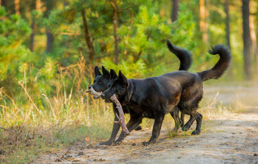 a pair of black shepherd dogs in the forest. two black dogs run and play together in the forest