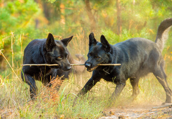 a pair of black shepherd dogs in the forest. two black dogs run and play together in the forest