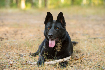 portrait of a black shepherd dog in the forest