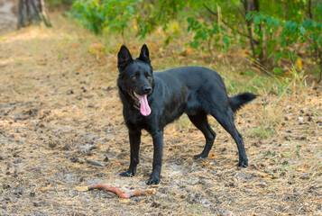 portrait of a black shepherd dog in the forest