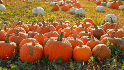 Pumpkin harvest and Thanksgiving Day season. Pick you own pumpkins sale. Sunny evening at farm with pumpkins. Holiday Autumn festival scene and celebration of fall.