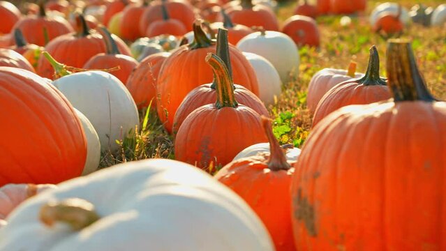 Pumpkin harvest and Thanksgiving Day season. Pick you own pumpkins sale. Sunny evening at farm with pumpkins. Holiday Autumn festival scene and celebration of fall.