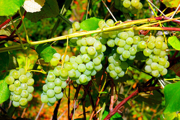 bunches of grapes ripen on the bush in the late summer sun