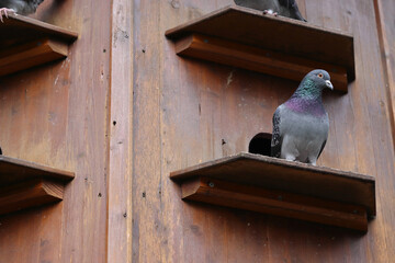 Dovecote in the Park of Würzburg, Bavaria, Germany. Gray doves are sitting on the shelves of...