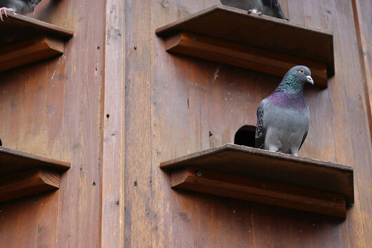 Dovecote in the Park of W&uuml;rzburg, Bavaria, Germany. Gray doves are sitting on the shelves of pigeon house. Spring sky on the background. Copy Space