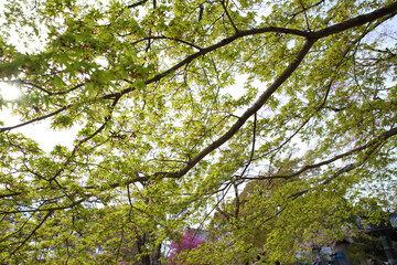 Fototapeta premium 仁和寺境内の青もみじ