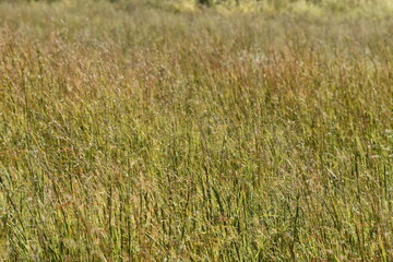 Hay Grass in a Farm Field