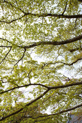 仁和寺境内の青もみじ