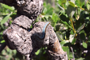 Obraz premium blue caterpillar
