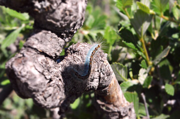 blue caterpillar