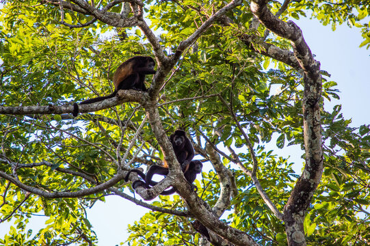 howler monkey