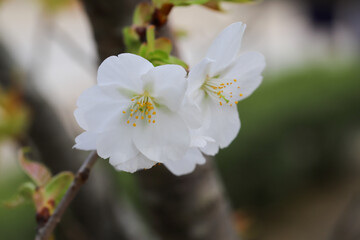 仁和寺境内に咲く桜