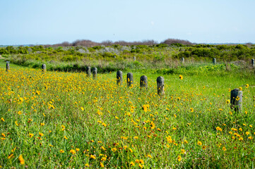 Field of yellow flowers