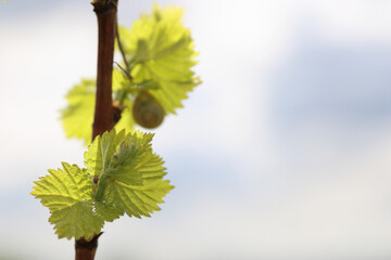 Closeup view of early Spring leaves and buds growth on Julius Spital Vines in Würzburg, Franconia,...