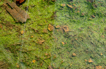 Unique green nature and water background
