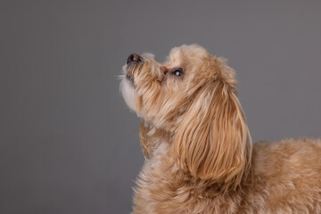 Maltipoo dog portrait on empty white background, happy dogs concept