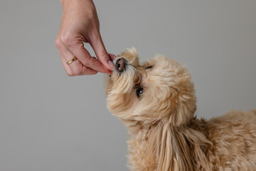 A girl feeds a Maltipoo puppy dry food. taking care of a dog, happy dogs concept - obrazy, fototapety, plakaty