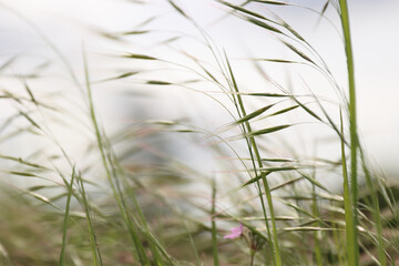 Fototapeta premium Wild grass spikes against cloudy sky with sunlight, low angle view perspective. Wild spikes in the meadow inflates the wind. Feather Grass. Europe, Germany, Bavaria. Copy Space. Selective focus