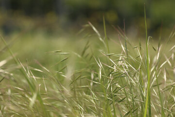 Green spring wild grass. Meadow plants growth. Weed needle grass close-up on cloudy day. Bright colors. Background. Wallpaper. Selective focus