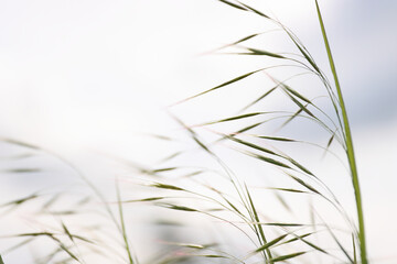Wild grass spikes against cloudy sky with sunlight, low angle view perspective. Wild spikes in the...