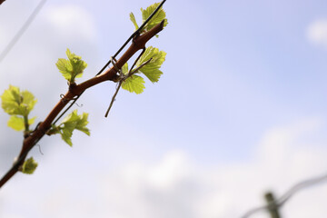 Closeup view of early Spring leaves and buds growth on Julius Spital Vines in Würzburg, Franconia, Bavaria, Germany. Blue cloudy sky background. Bokeh. Selective focus. Copy Space.