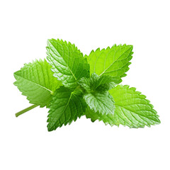 fresh lemon balm isolated on white background, ai generated