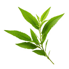 fresh lemon verbena isolated on white background, ai generated