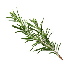 Fototapeta premium fresh rosemary isolated on white background, ai generated