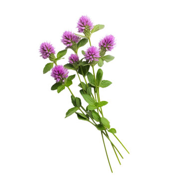 fresh pennyroyal isolated on white background, ai generated