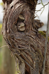 Beautiful Grapevines bark texture. Close-up of vine trunk. Bark of grape plant. Strain of old vineyard. Blurred background. Wooden texture.  Selective focus.