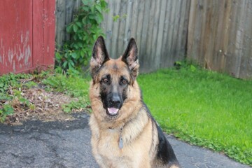 German Shepherd